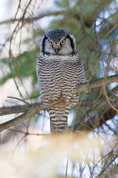 IMG_6801c.jpg - Northern Hawk-Owl (Surnia ulula)